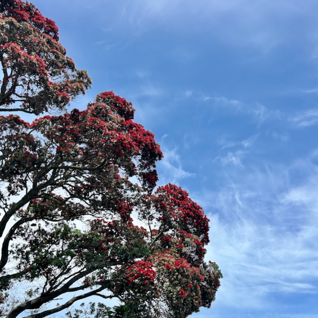 Pōhutukawa tree and blue sky