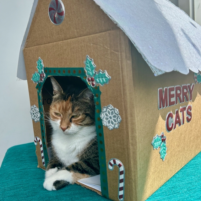 Cat in a cardboard box decorated to look like a gingerbread house